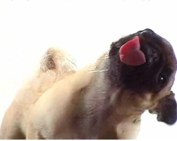 Screensaver - Hund der slikker din skærm ren